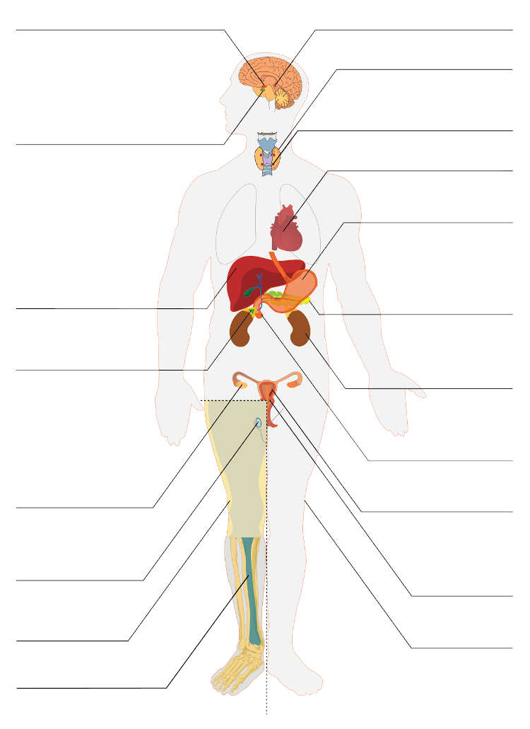 The Endocrine System